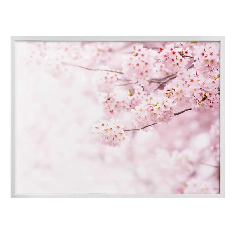 Poster Delikata körsbärsblommor
