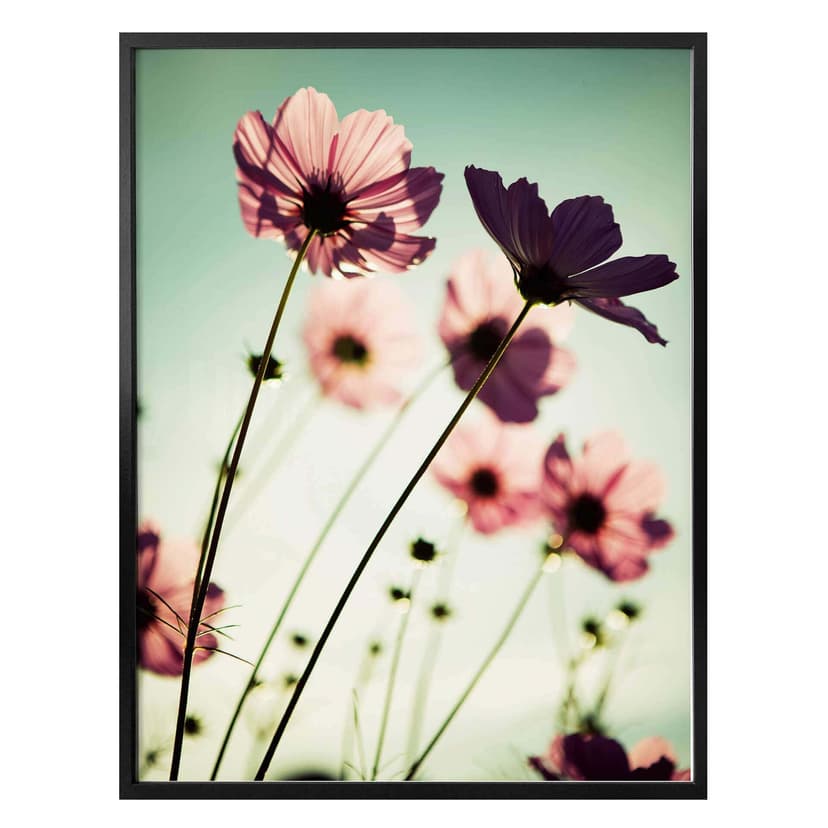 Poster med rosa kosmos