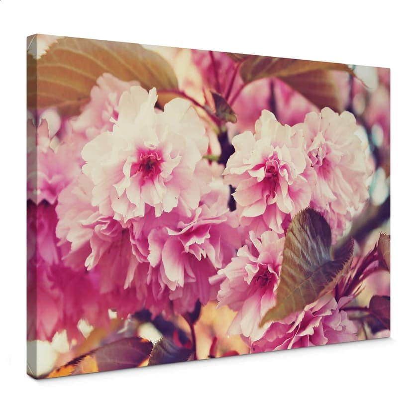 Vintage körsbärsblom canvas tavla