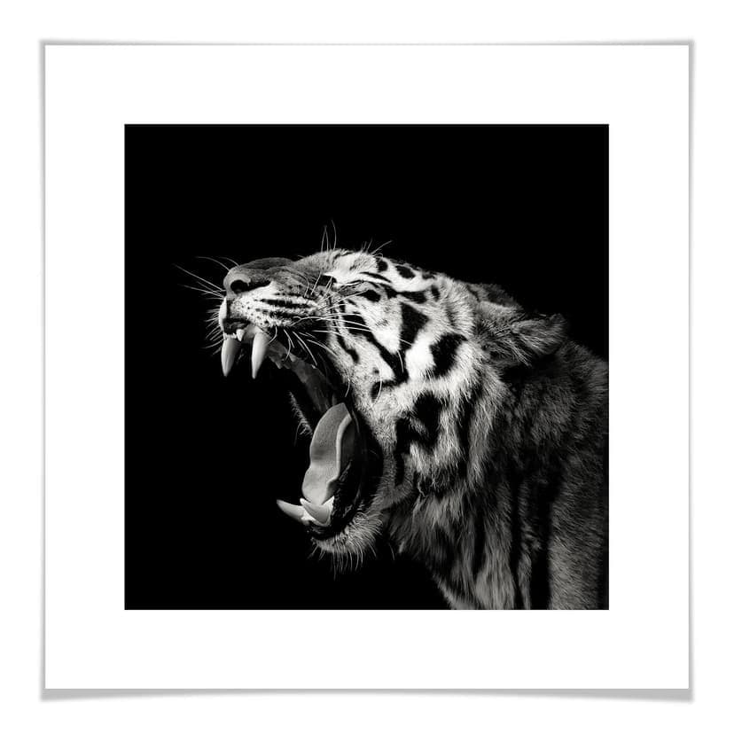 Poster Meermann - Tigern - fyrkant