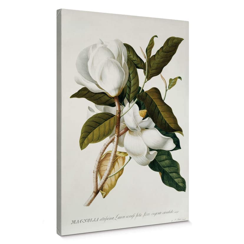 Canvastavla Ehret - Magnolia