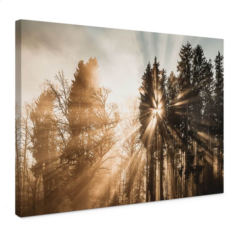 Canvastavla Natur - Ljusstrålar i skogen - Eisenmann