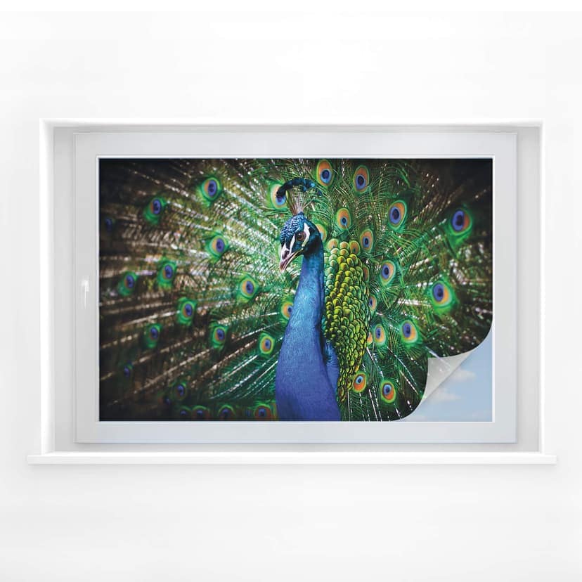 Sekretessfilm Beautiful Peacock