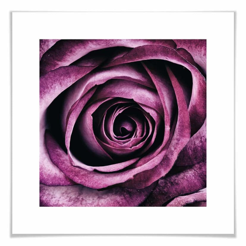 Violet Rose Poster