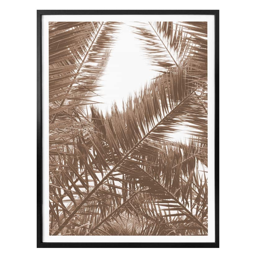 Phoenix palm Poster