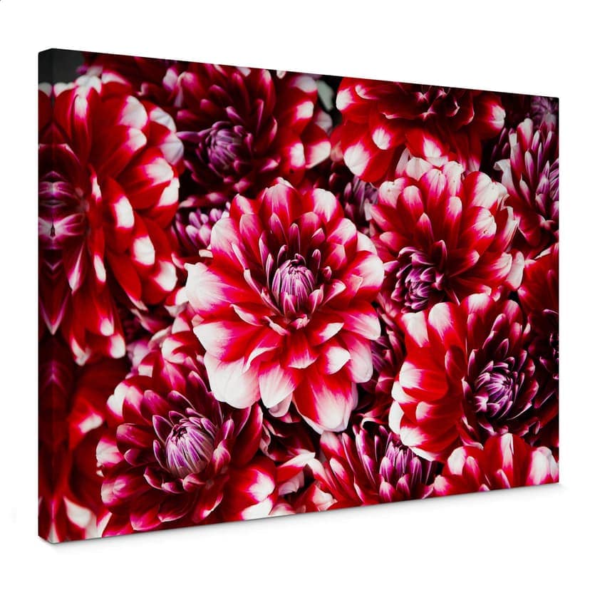 Canvastavla röd blomma prakt