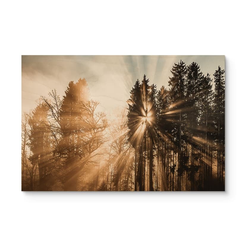 Träposter ljusstrålar i skogen - Eisenmann