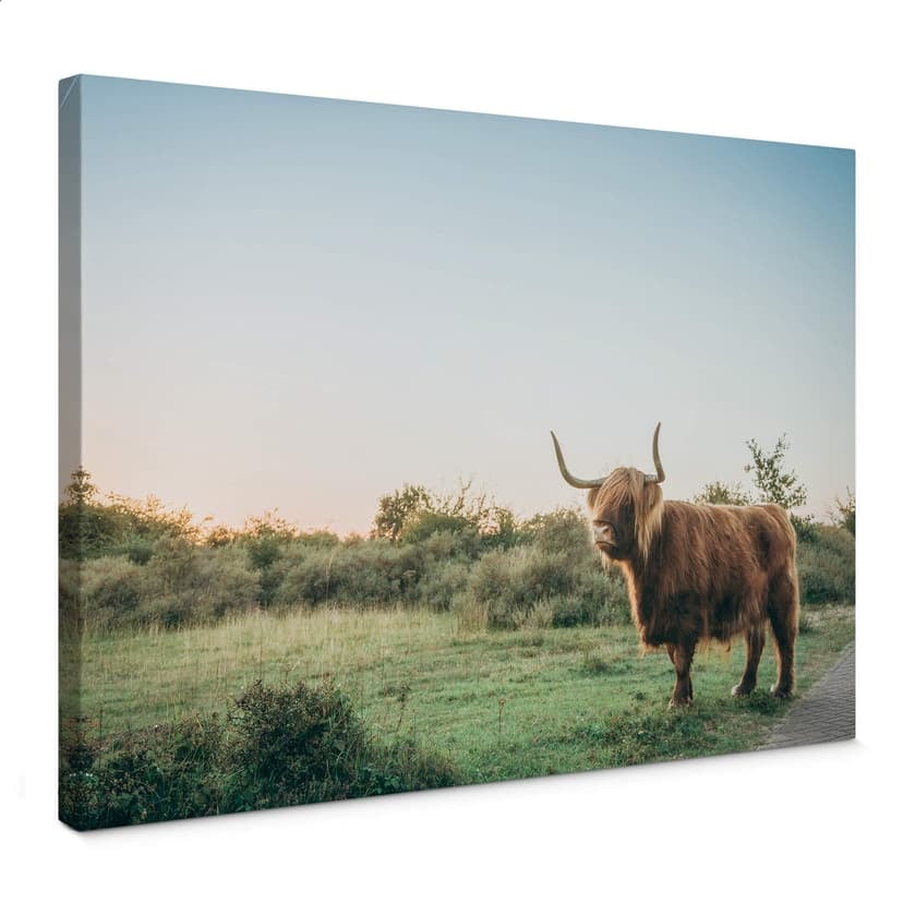 Canvastavla Highland Cow 01
