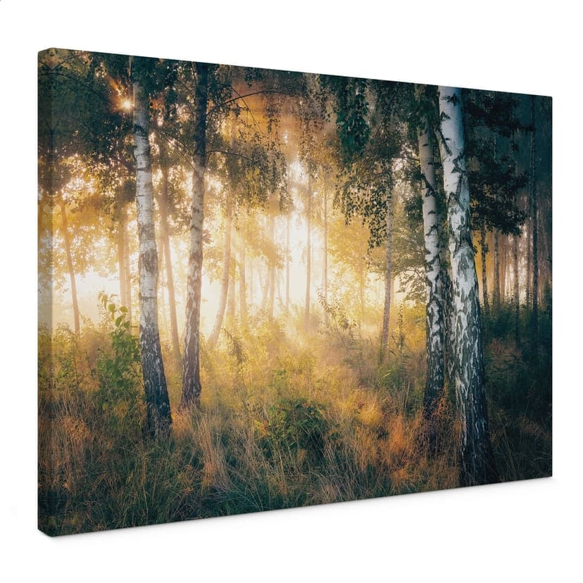 Canvastavla Solsken i en björkskog - Kado