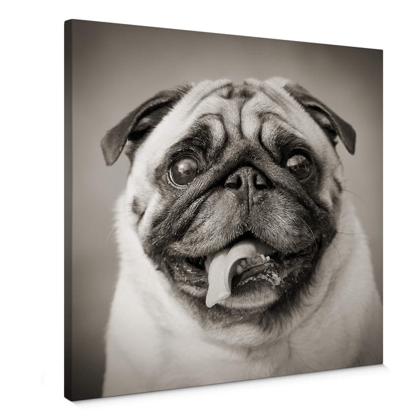 Canvastavla bedårande mops