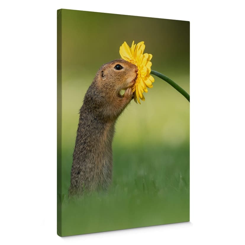 Canvastavla van Duijn - Ekorren sniffar på en blomma