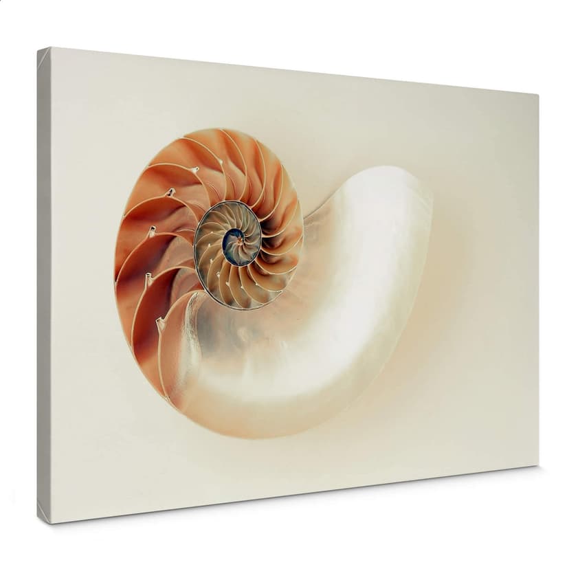 Canvastavla Nautilus