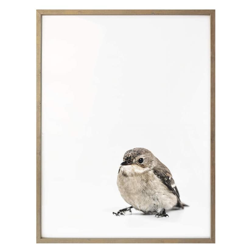 Poster för liten sparv