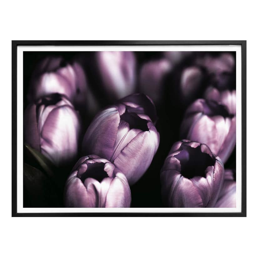 Poster Tulpaner