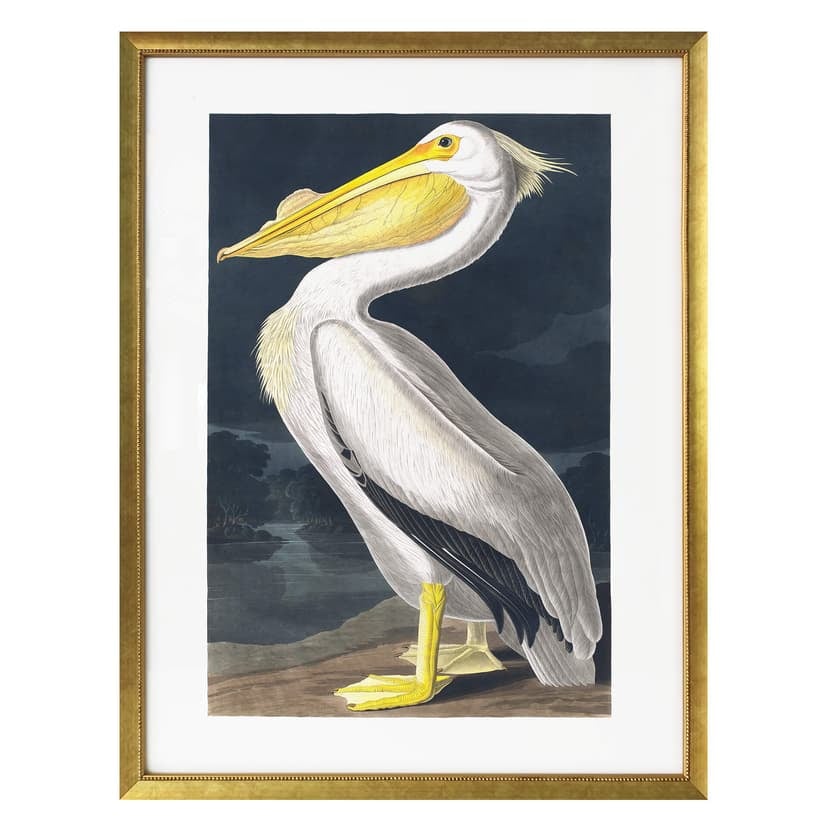 Poster Pelican