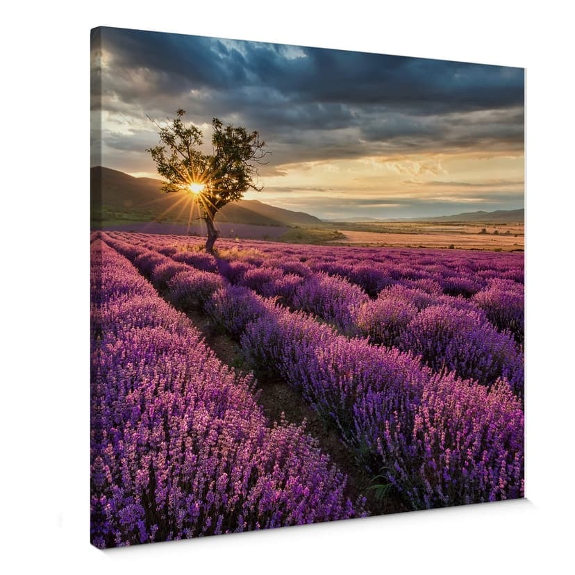 Canvastavla lavendelblomning i Provence - fyrkantig