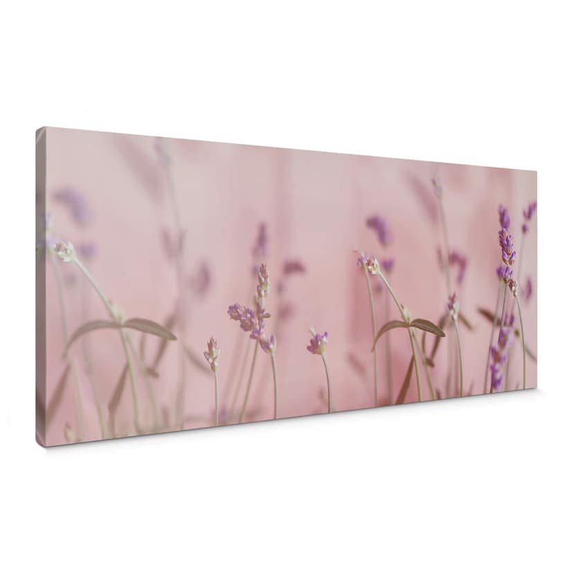 Canvastavla Delikat lavendel - Panorama