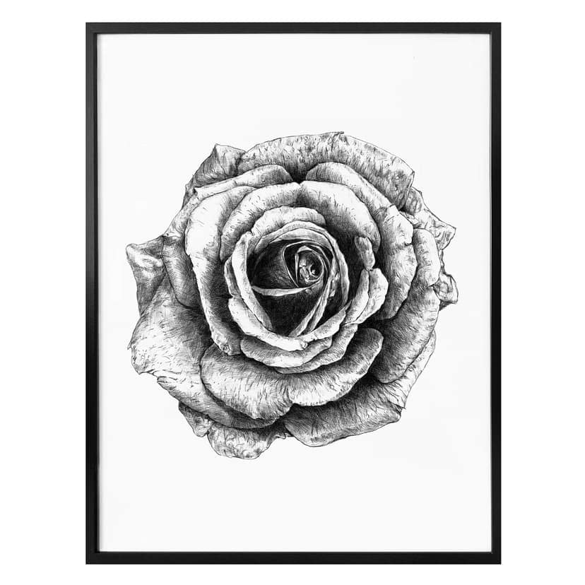 Poster Kools - Rose