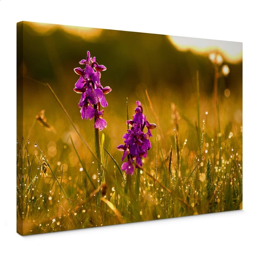 Canvastavla Blommor i morgondagg