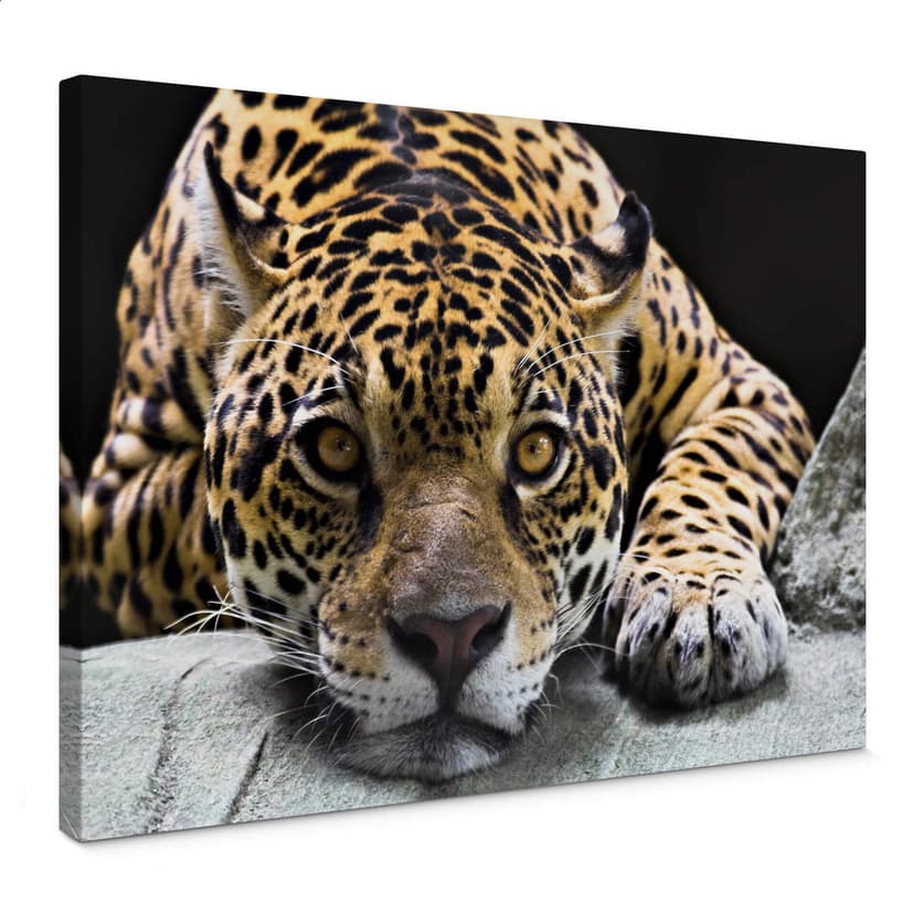 Jaguar Canvastavla