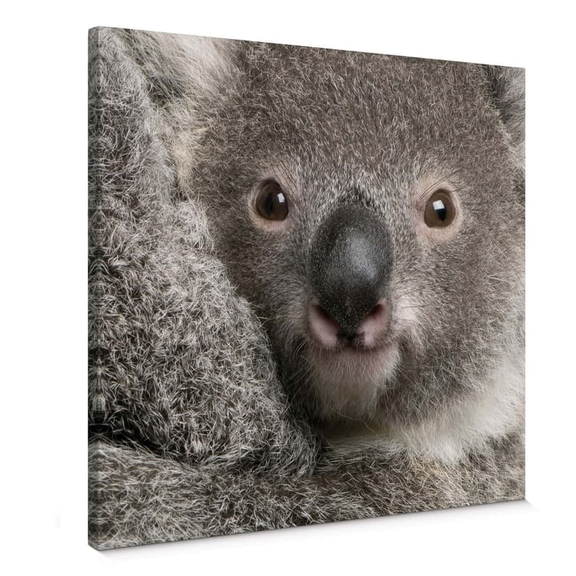 Gosig Koala Canvastavla