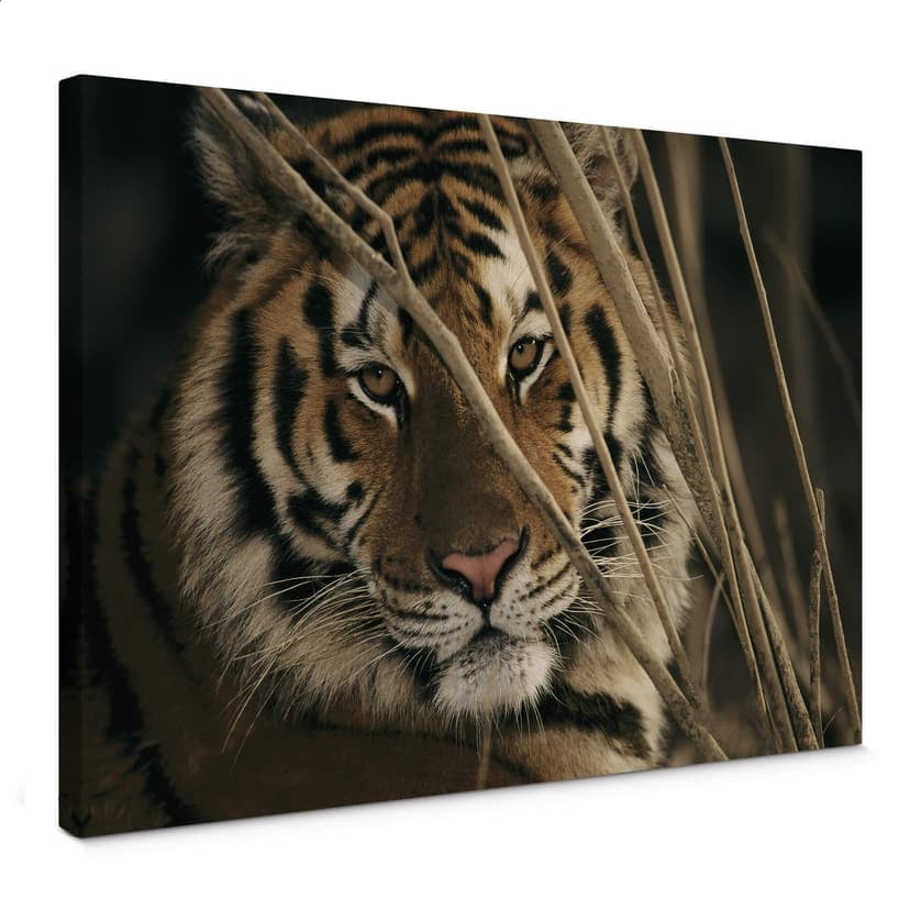 Canvastavla NG Tiger
