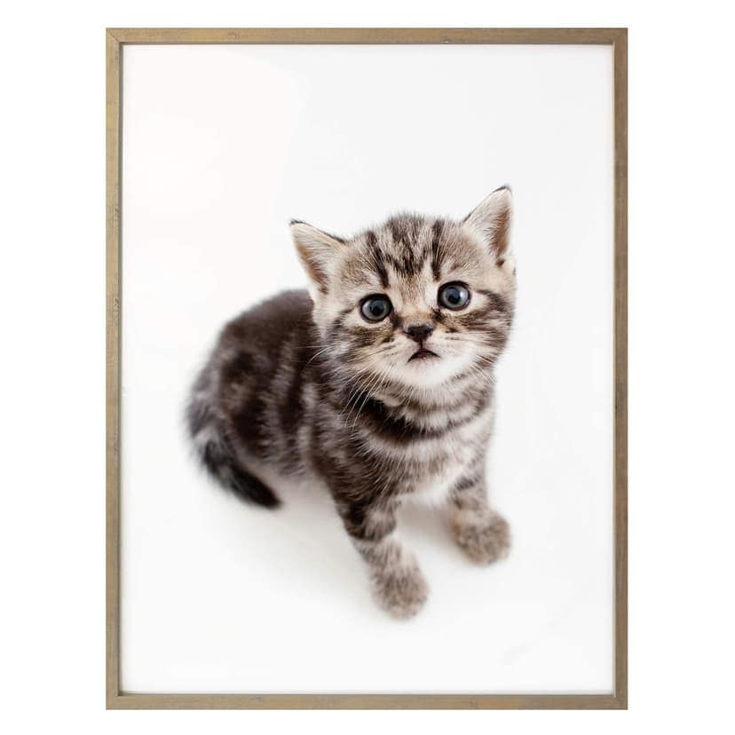 Poster kattunge förväntansfull