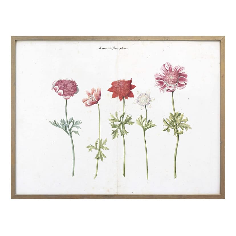 Poster Anemoner