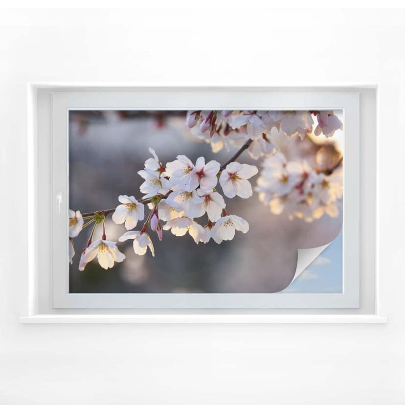 Körsbärsblommans gren privatlivsfilm