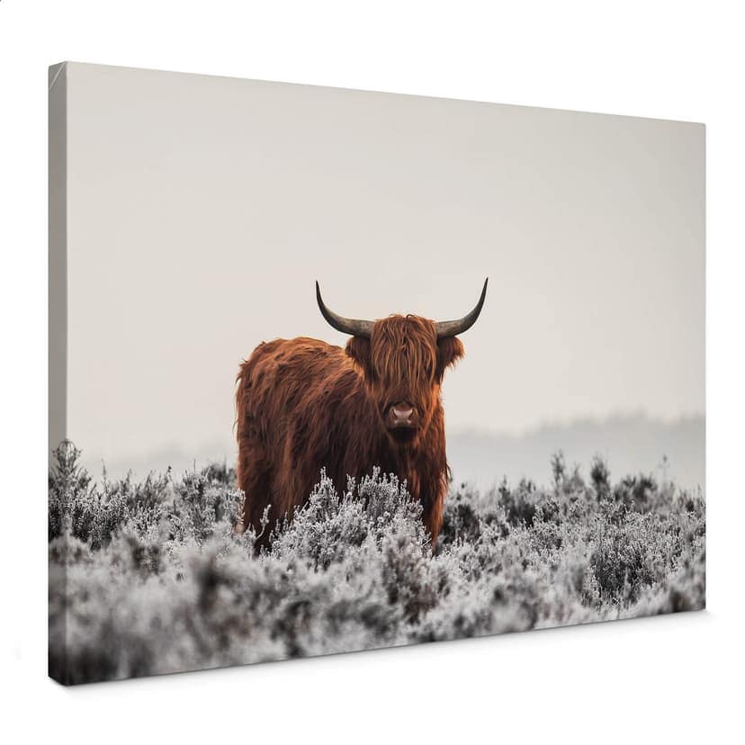 Canvastavla van den Helm - Highlander