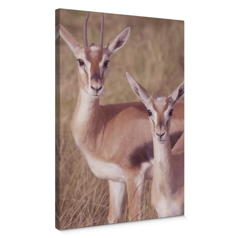 Canvastavla Springboks