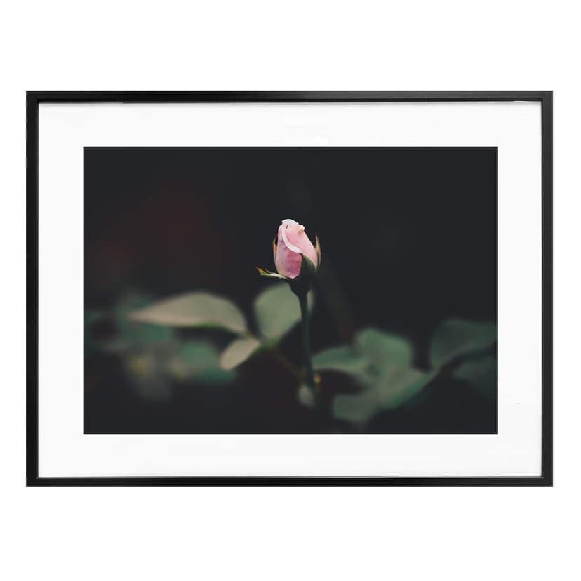 Poster med rosenblommor
