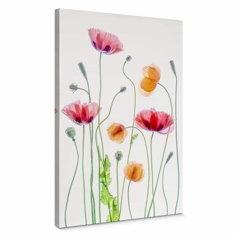 Canvastavla Blommor - Färgglada vallmor - Disher