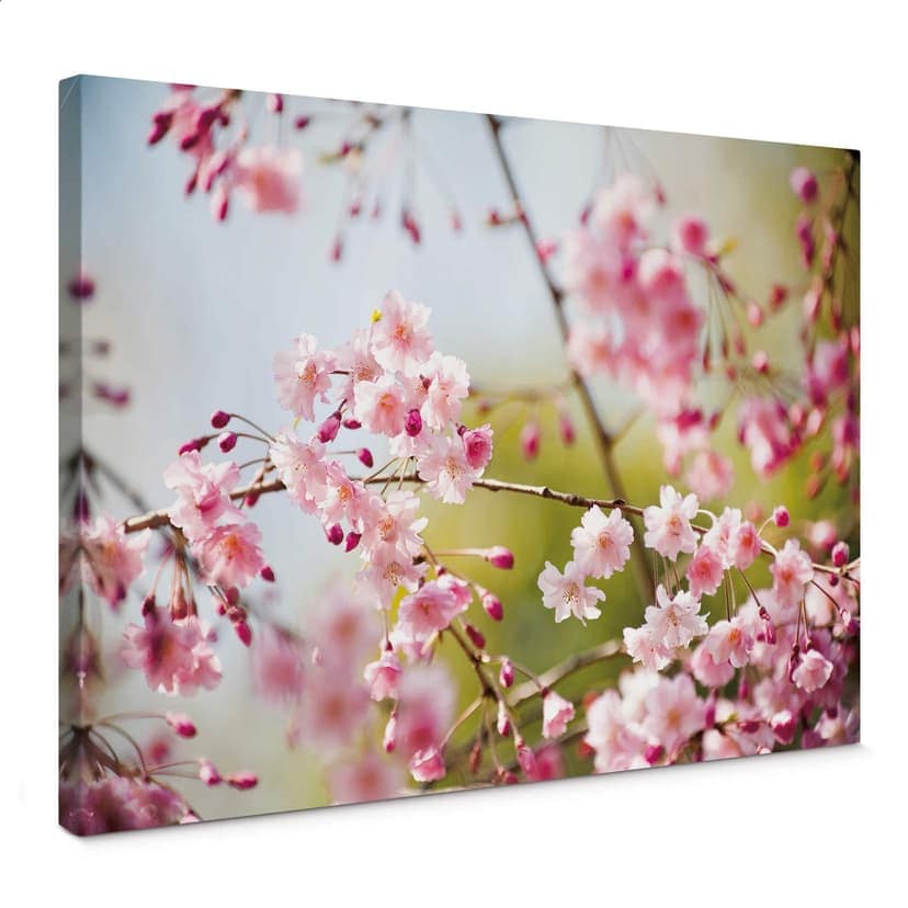 Canvastavla Körsbärsblommor