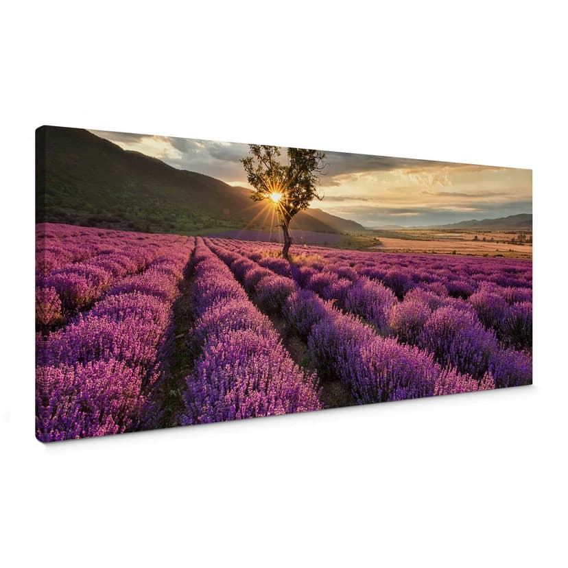 Canvastavla Lavendelblomning i Provence - Panorama 01