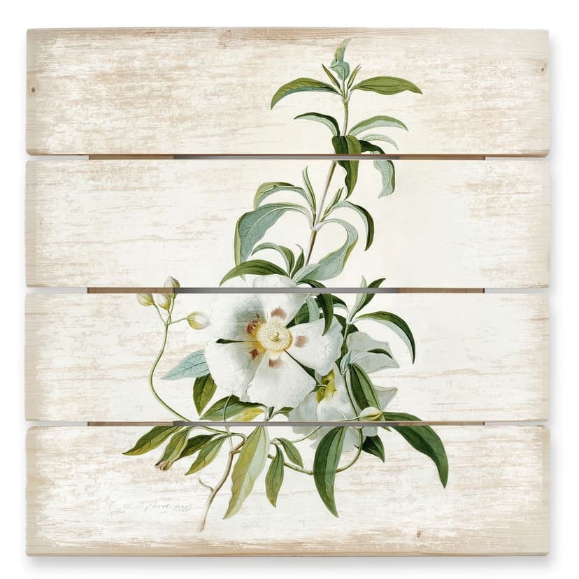 Ehret Trätavla - Cistus ros - 40x41,5 cm