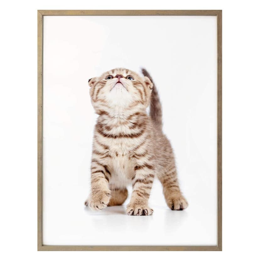 Poster kattunge nyfiken