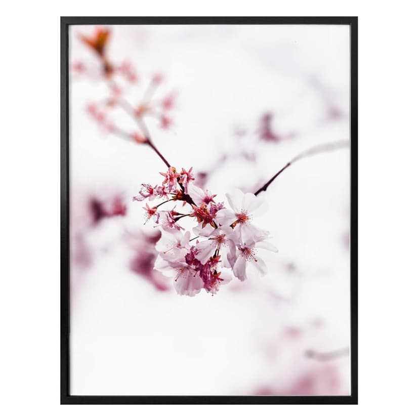 Poster med körsbärsblommor