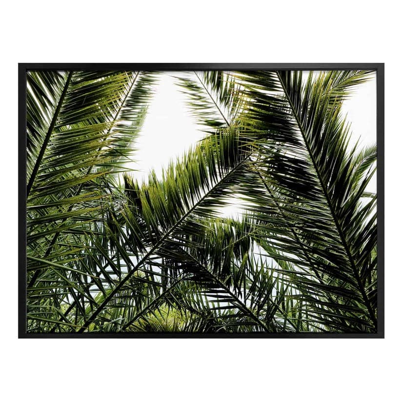 Poster för dadelpalm