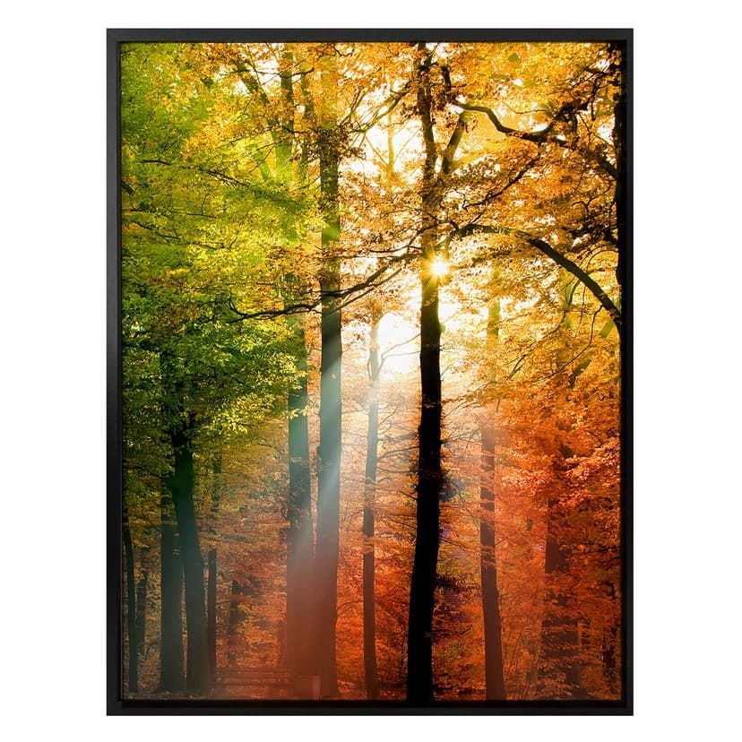 Poster - Gyllene hösten