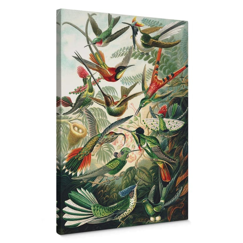 Canvastavla Haeckel - Kolibrier