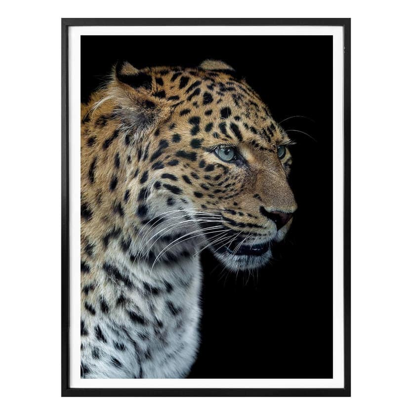 Poster Dambreville - Nyfiken Jaguar