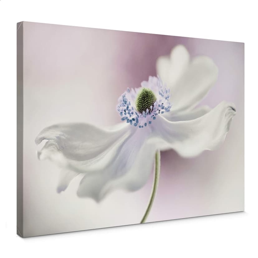 Canvastavla från Disher - Anemone Breeze