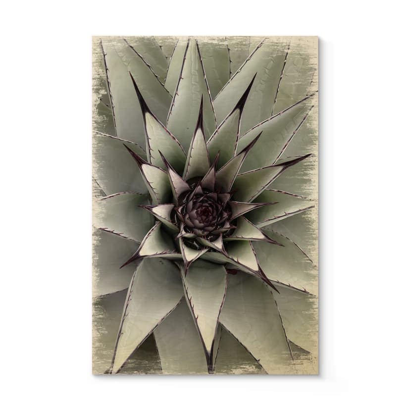 Träposter Agave 01