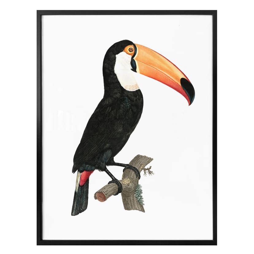 Poster Tukan på en gren