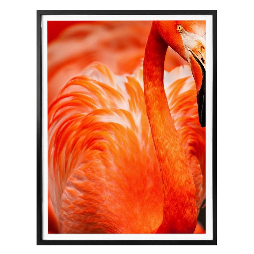 Flamingo poster
