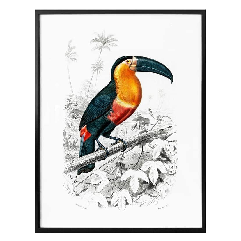Toucan poster
