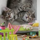 Fototapet Friends - 288x260 cm