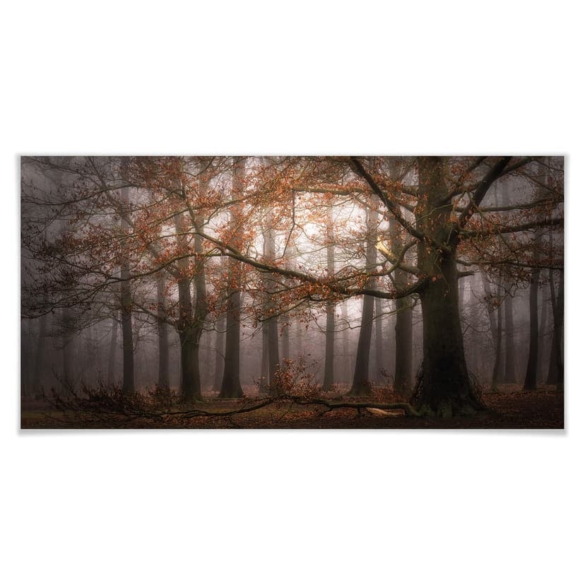 Poster Dingemans - Dimma i höstskogen - Panorama