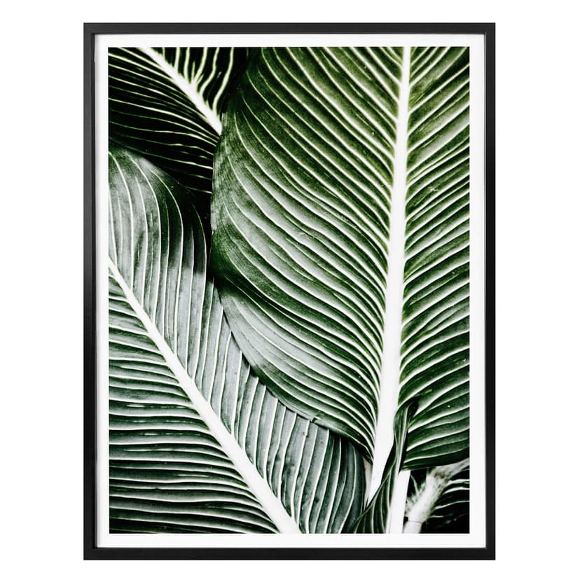 Poster palmblad